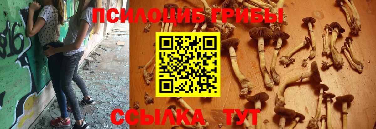 Псилоцибиновые грибы Psilocybine cubensis Кириши